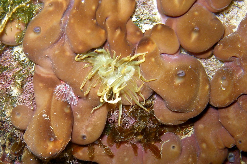 Sponge from Cyprus